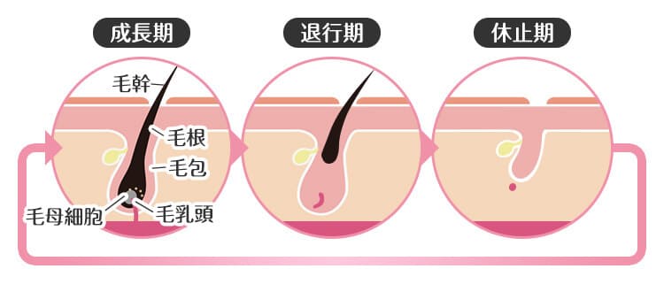 毛周期と脱毛効果