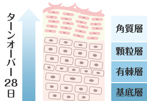 ターンオーバーとは？