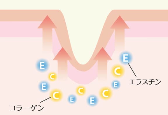 コラーゲンの生成を促進