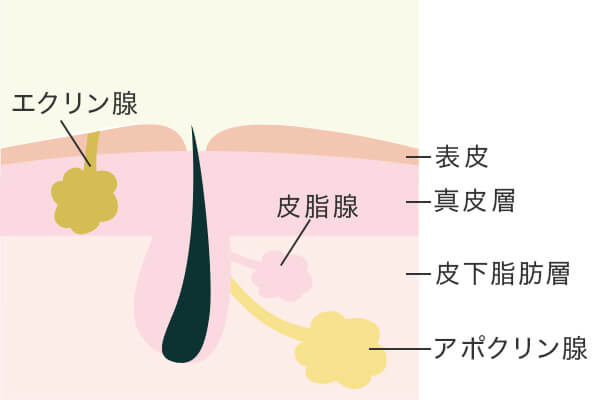 皮膚の断面図。エクリン腺、皮脂腺、アポクリン腺と表皮、真皮層、皮下脂肪層の位置