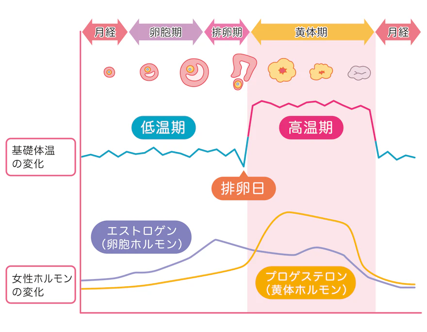 どうして生理前になるとニキビができるの？