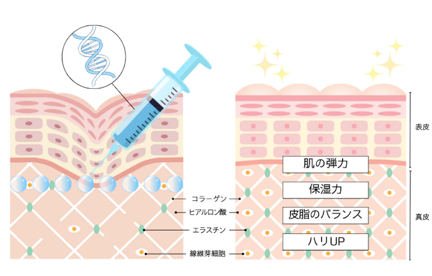 皮膚内部から組織を再生させる