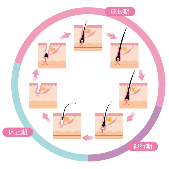 永久脱毛の要、毛周期について詳しく