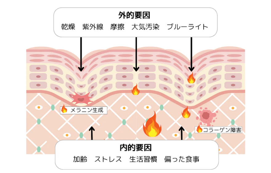 肌老化のメカニズム