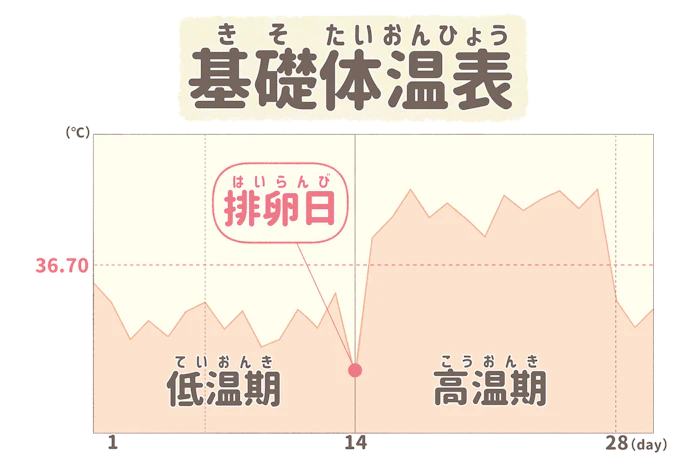 排卵日から約2週間（14日）で生理がはじめる