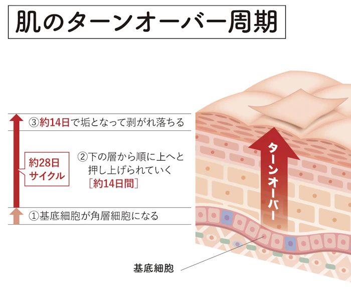 ターンオーバーの乱れ