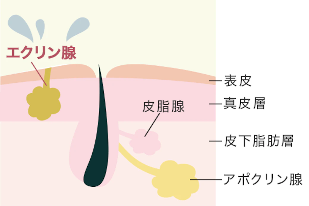 多汗症の原因と特徴