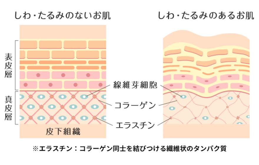 肌に弾力とハリを与える