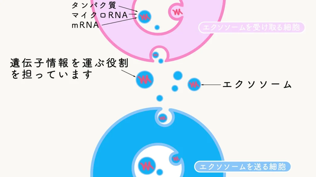 注目の美容成分「エクソソーム」について