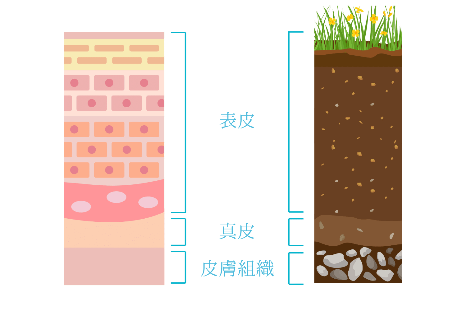 表皮と真皮へのアプローチで「美肌を育てる」