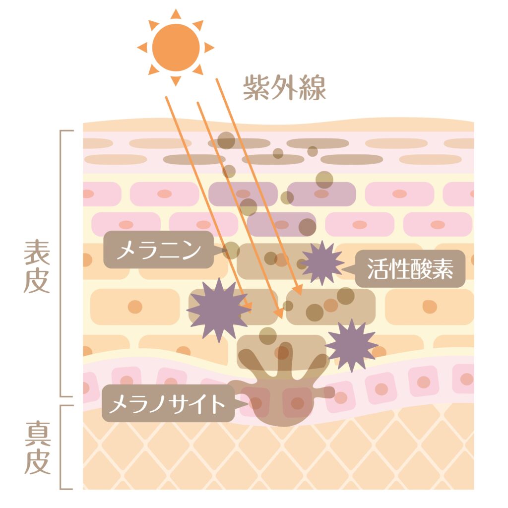 ①メラニンを作らないようにする作用