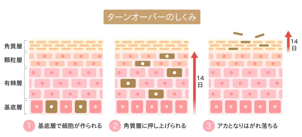 ターンオーバーの乱れを予防する