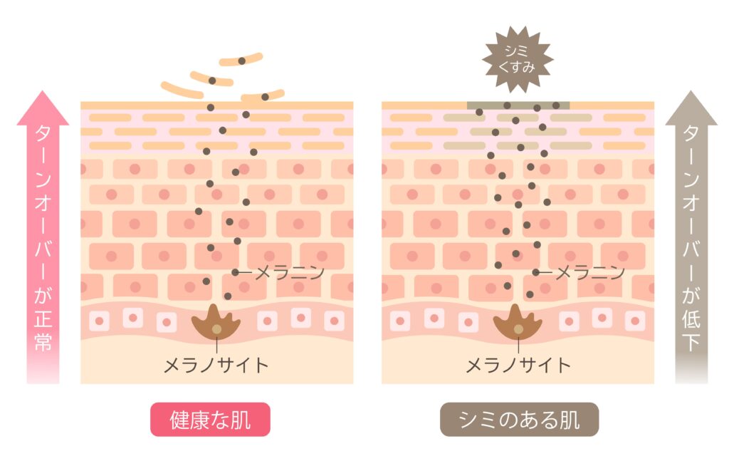 ③ターンオーバーを促進してメラニンの排出を促す作用