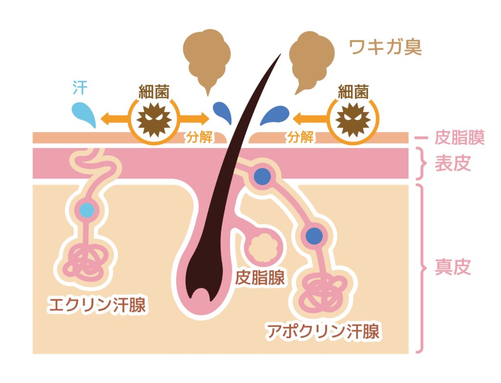 アポクリン汗腺から出る汗がニオイの主な原因